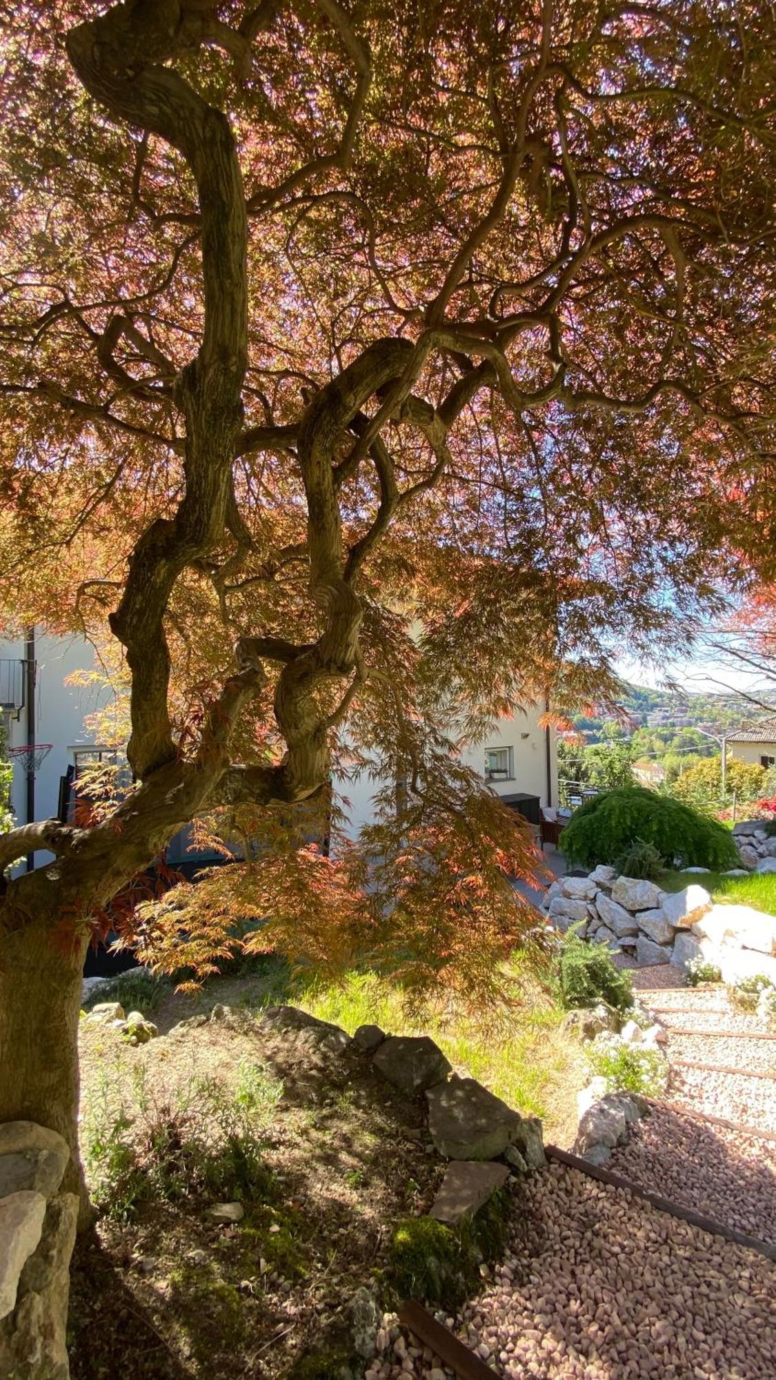 I Faggi Rossi - Red Beech Trees Villa Como Exterior photo